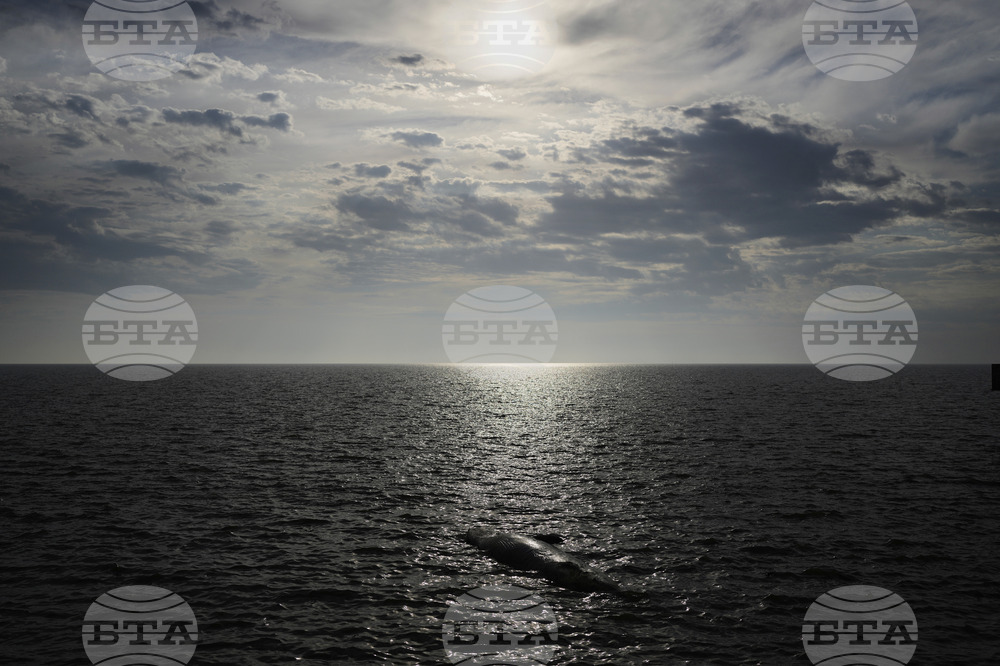 Argentina Whale