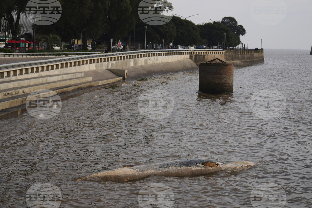 Argentina Whale
