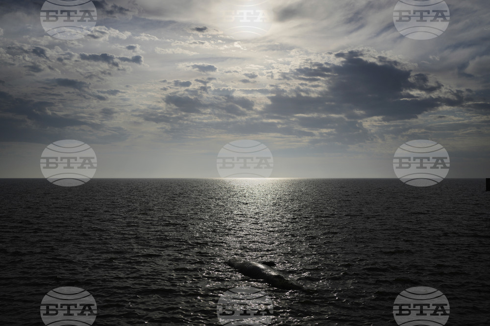 APTOPIX Argentina Whale