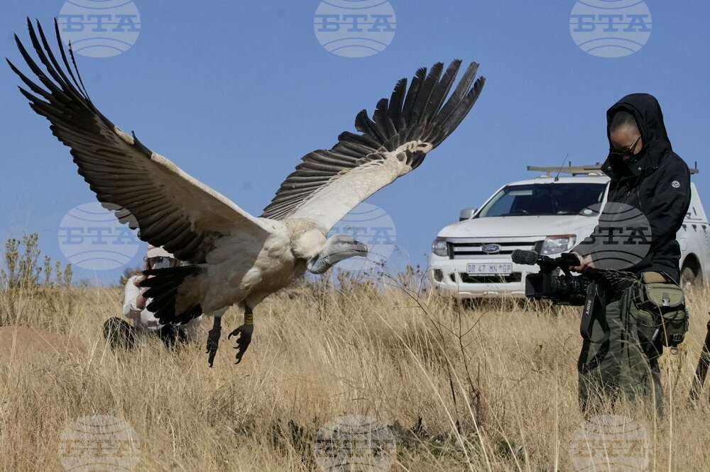 South Africa Vulture Release