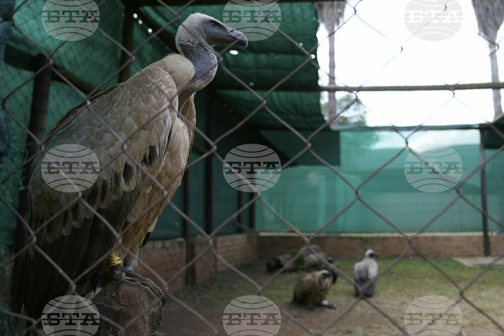 South Africa Vulture Release