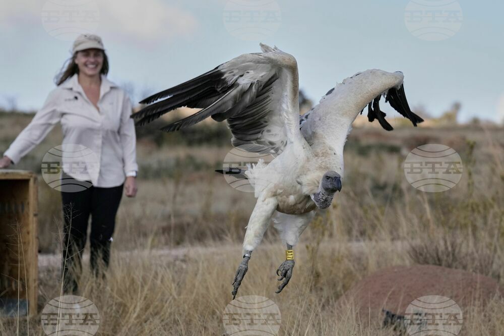 South Africa Vulture Release