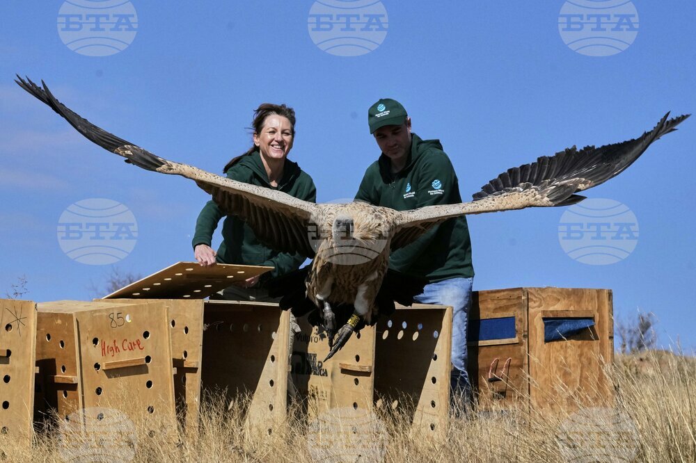 South Africa Vulture Release