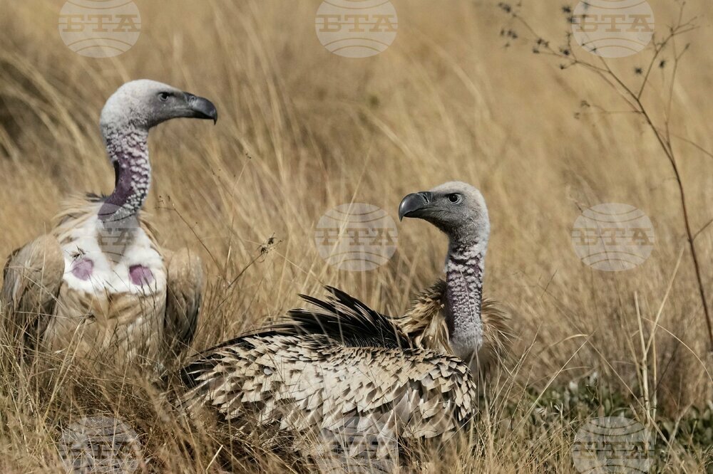 South Africa Vulture Release