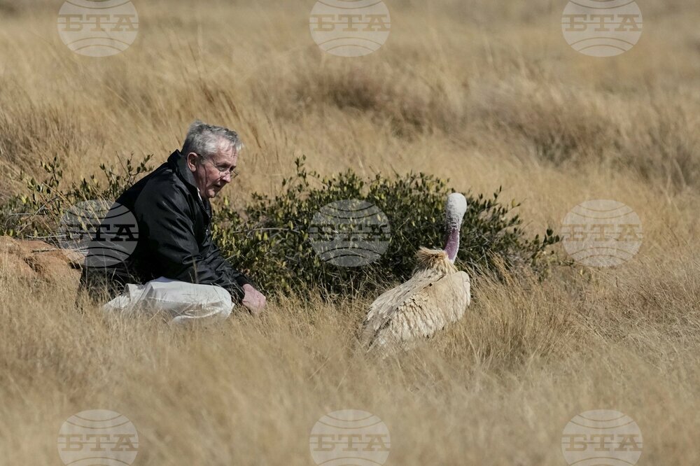 South Africa Vulture Release