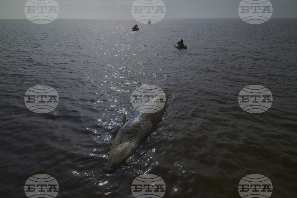 Argentina Whale