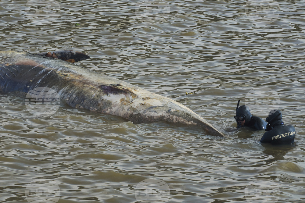 Argentina Whale