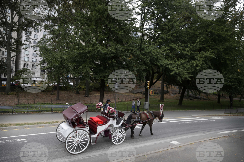 Carriage Horse Driver Trial