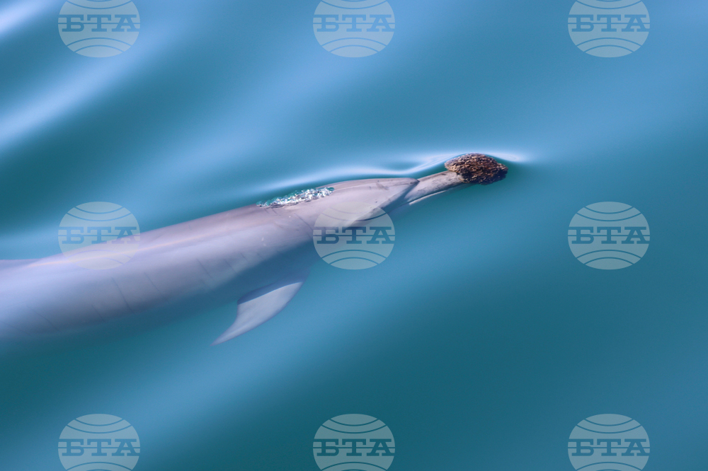 Dolphins Sponge Nose