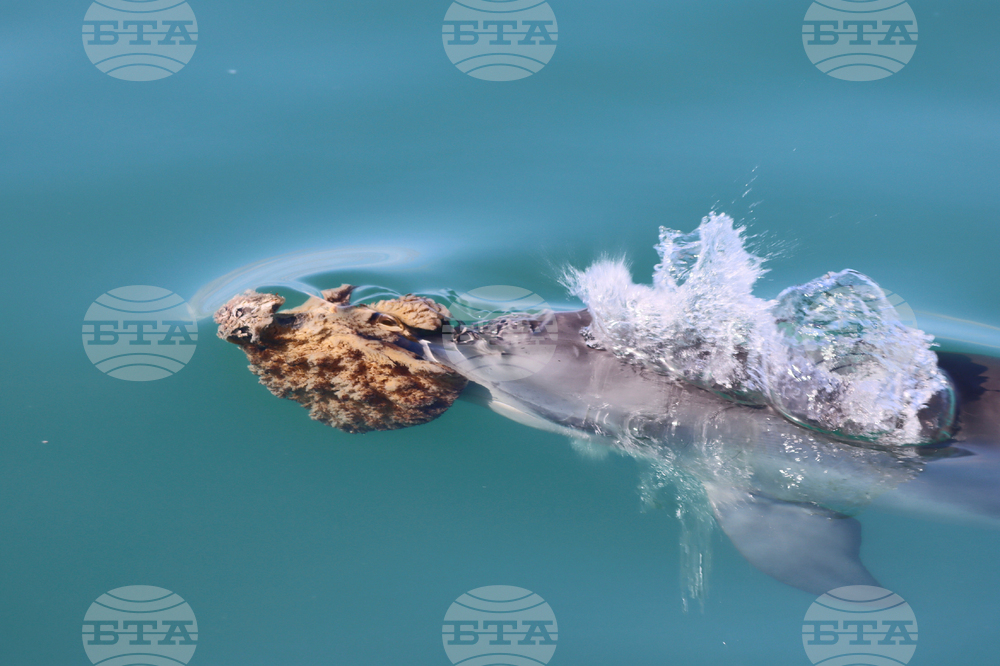 Dolphins Sponge Nose