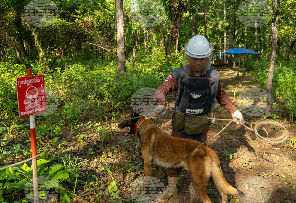 Cambodia Demining Rats Photo Gallery