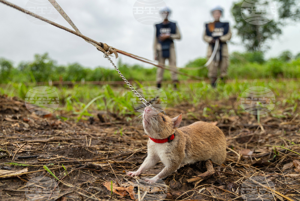 Cambodia Demining Rats Photo Gallery