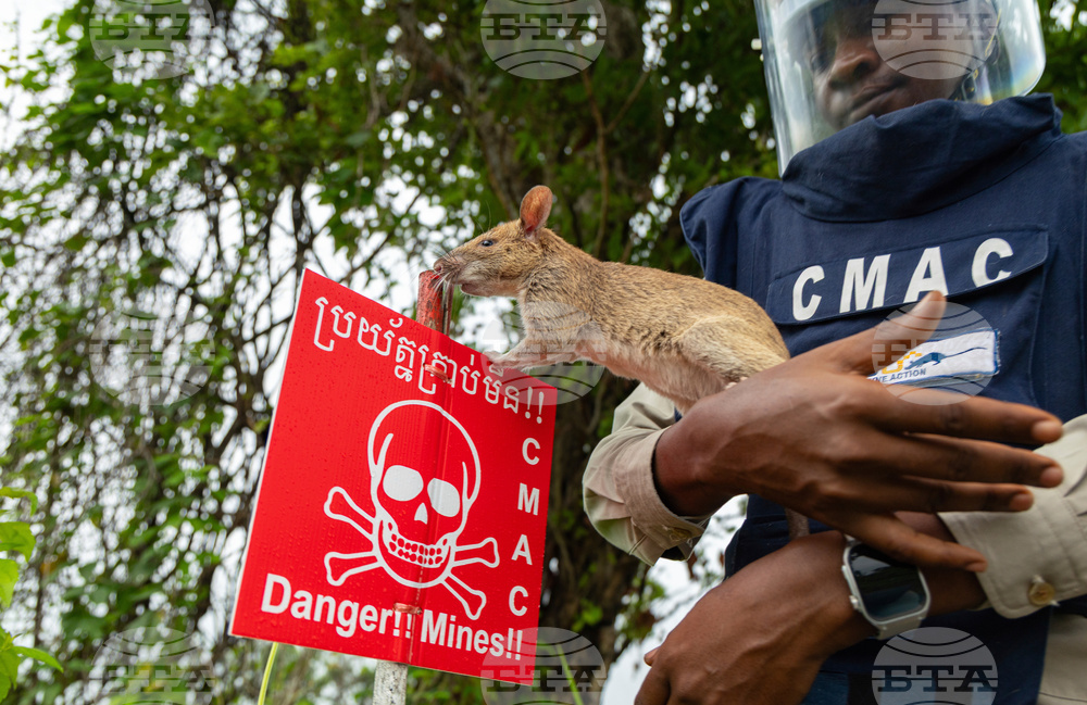 Cambodia Demining Rats Photo Gallery