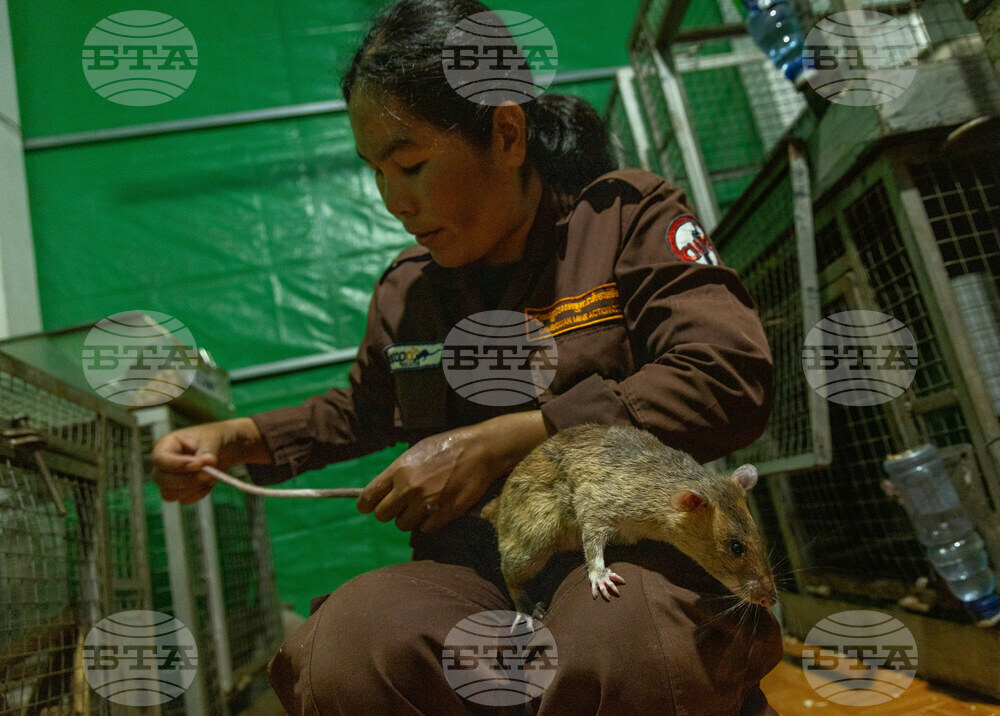 Cambodia Demining Rats Photo Gallery