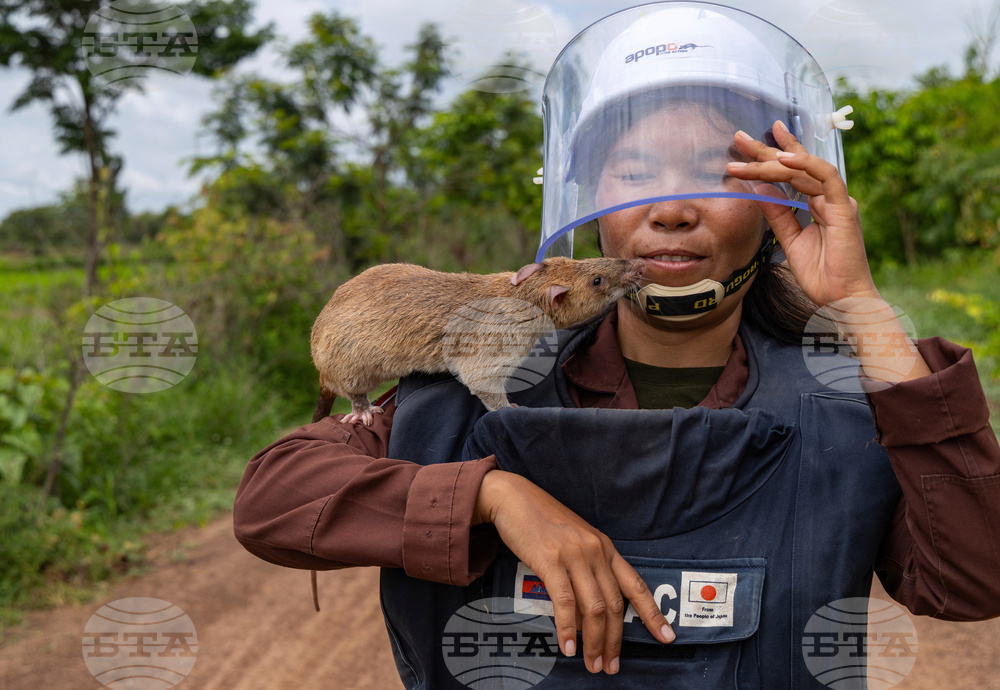 Cambodia Demining Rats Photo Gallery