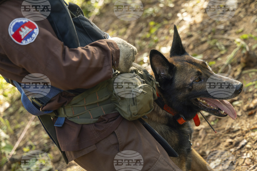 Cambodia Demining Rats Photo Gallery