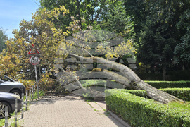 Инцидент - паднало дърво