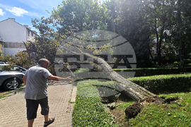 Инцидент - паднало дърво