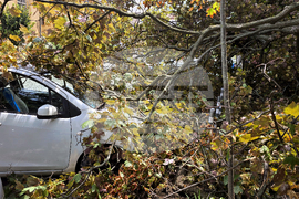 Инцидент - паднало дърво