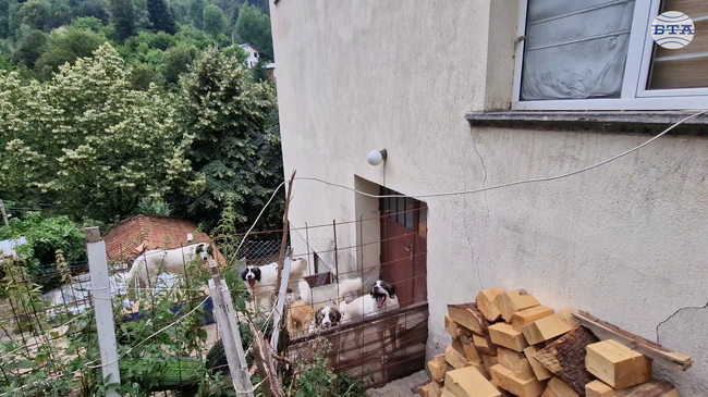Жители на смолянското село Петково търсят помощ от институциите срещу мъж, който отглежда девет кучета в двора си