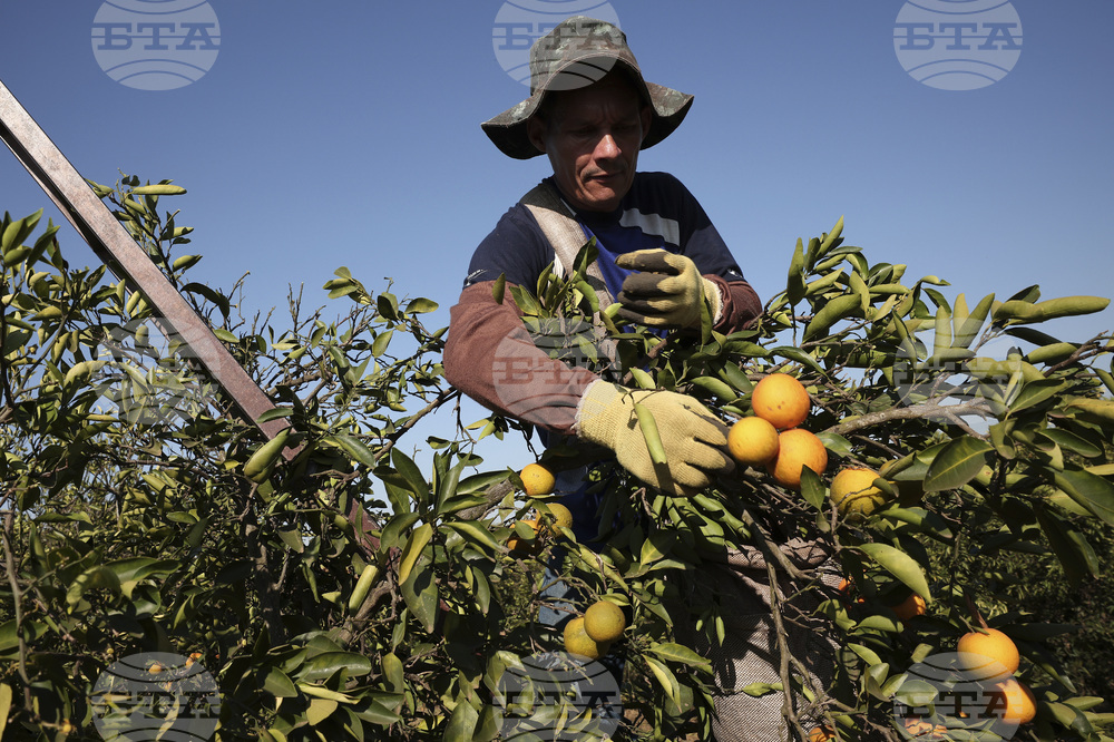 Brazil Trump Tariffs