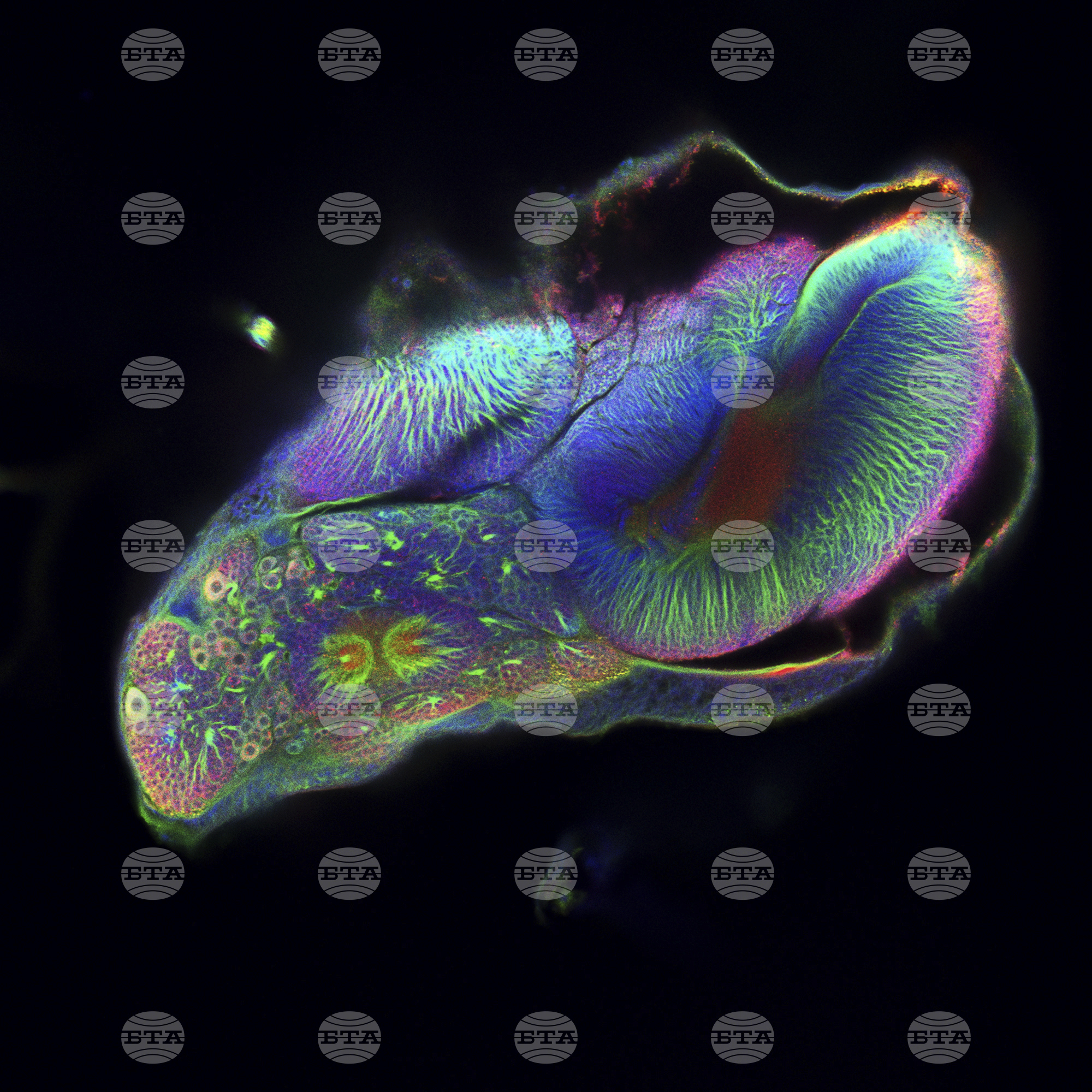 London Wellcome Photography Prize 2025