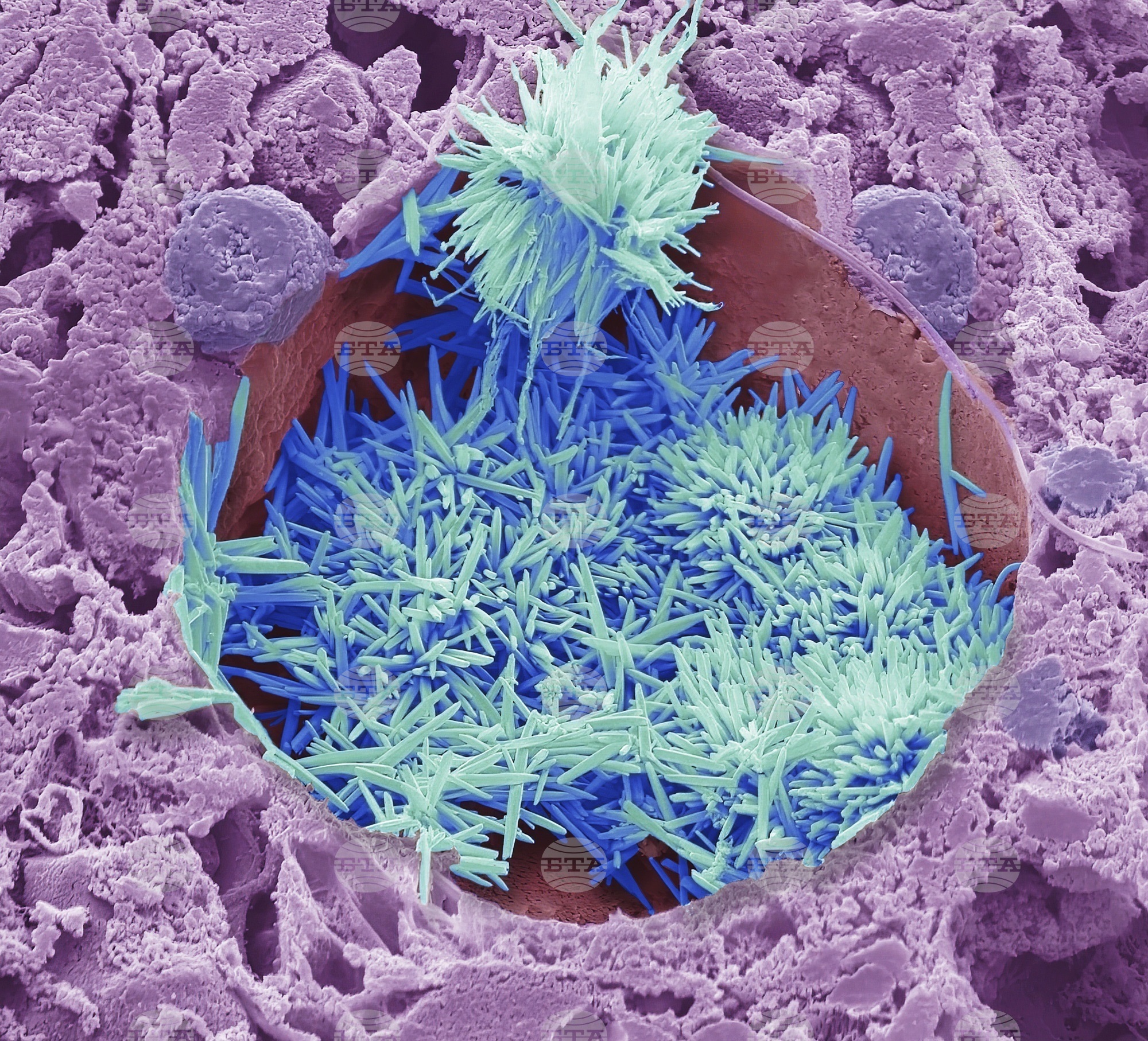 London Wellcome Photography Prize 2025