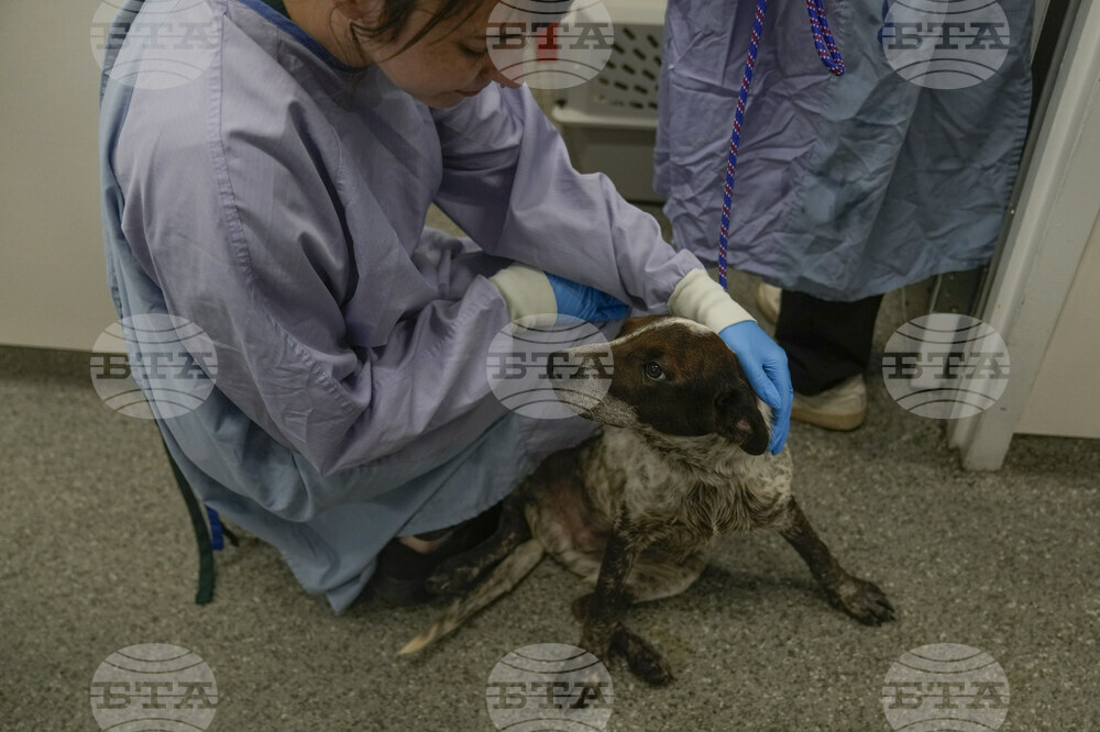Texas Floods Pet Shelters