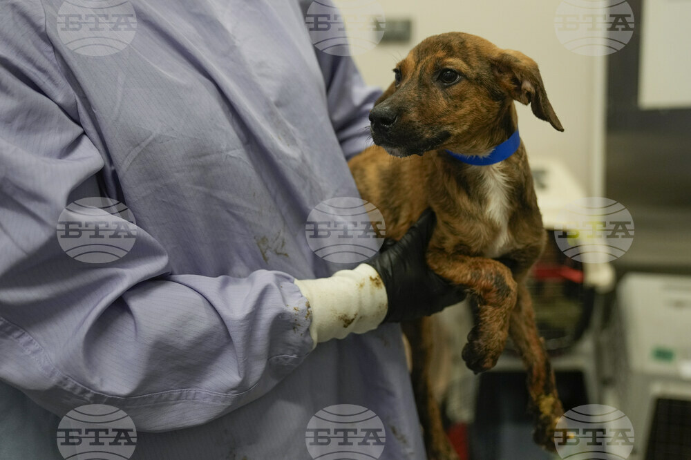 Texas Floods Pet Shelters