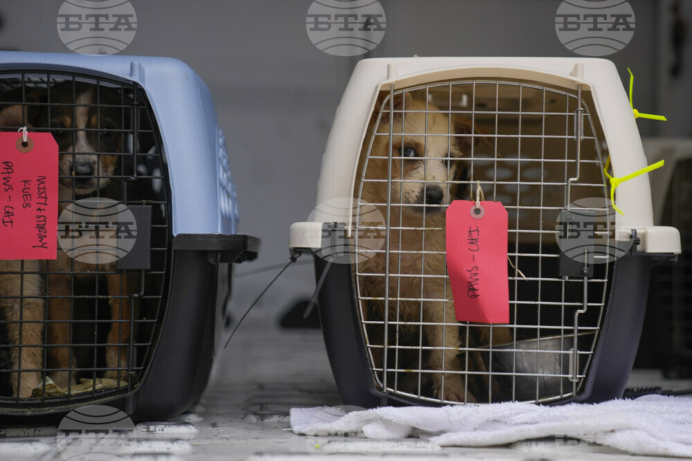 Texas Floods Pet Shelters