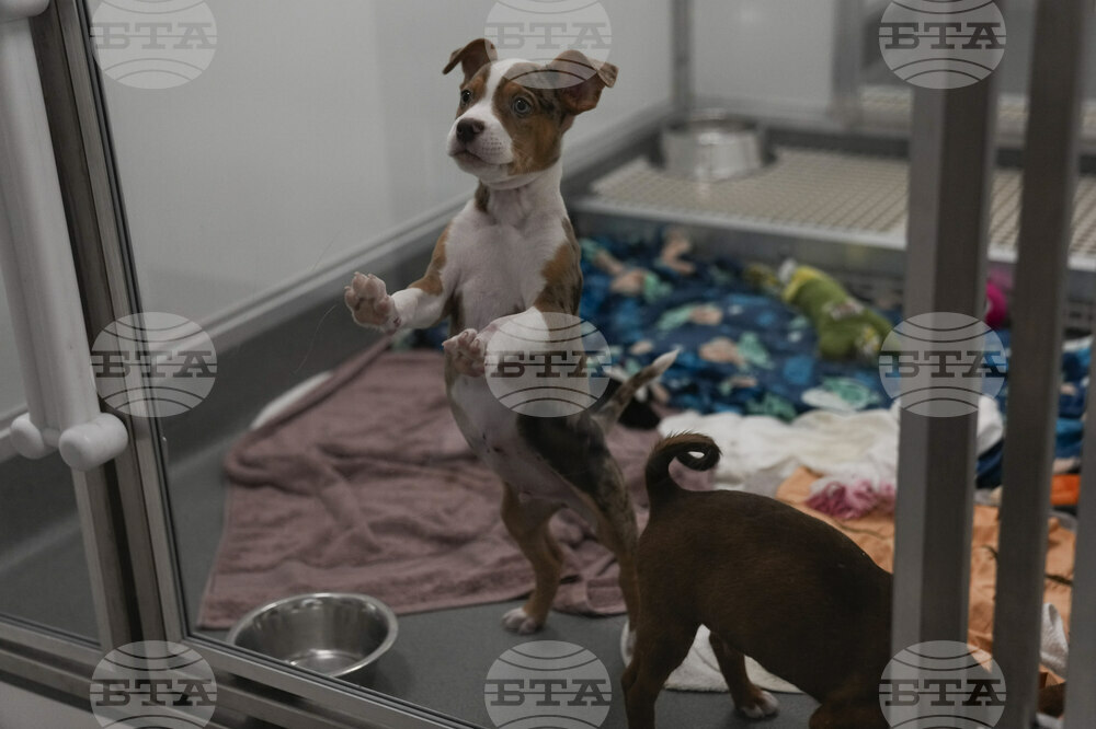 Texas Floods Pet Shelters