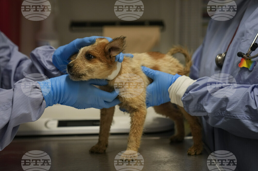 Texas Floods Pet Shelters