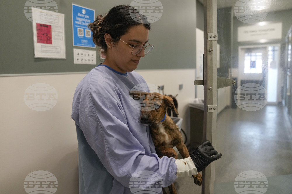 Texas Floods Pet Shelters
