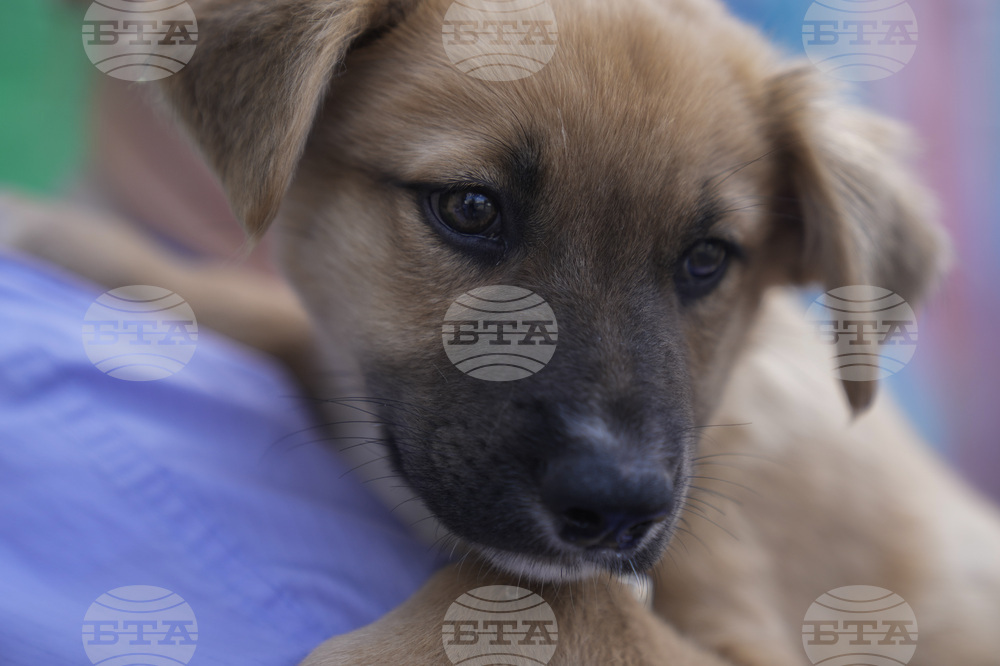 Texas Floods Pet Shelters