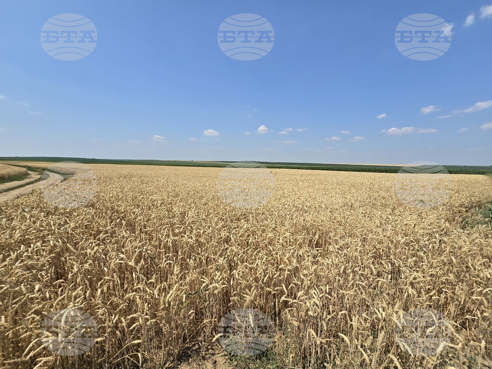 В област Враца се очакват средни добиви от пшеница 650 килограма и от ечемик 500 килограма от декар