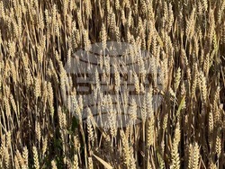 Снимка: Български фермерски съюз