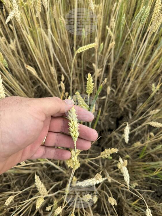 Farmers Call for Support over Low Wheat Yields