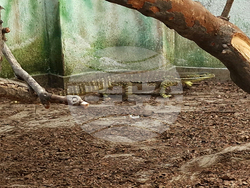 Село Минерални бани - Терариум - колекция от екзотични влечуги