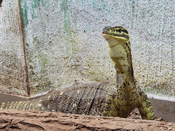 Село Минерални бани - Терариум - колекция от екзотични влечуги