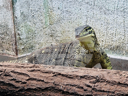 Село Минерални бани - Терариум - колекция от екзотични влечуги