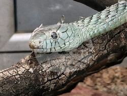 Село Минерални бани - Терариум - колекция от екзотични влечуги