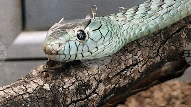 Customs Agency Provides Seized Exotic Animals to Terrarium in Mineralni Bani Resort