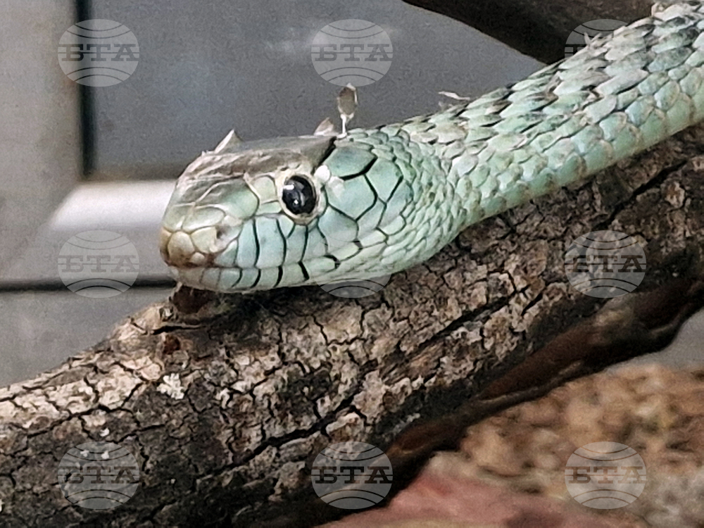 Customs Agency Provides Seized Exotic Animals to Terrarium in Mineralni Bani Resort