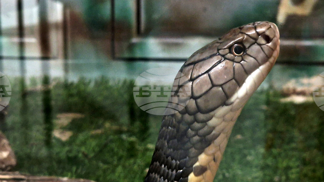 Terrarium with Most Dangerous, Poisonous Snakes Attracts Tourists in Mineralni Bani