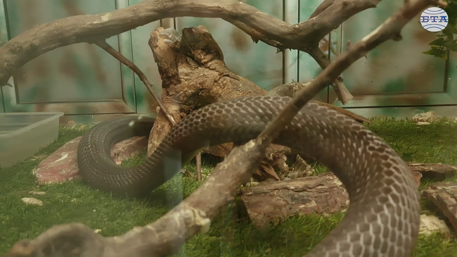 Терариум с най-опасните и отровни змии привлича туристи в хасковските Минерални бани