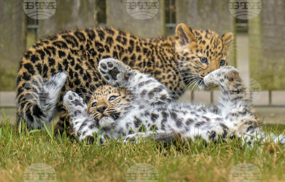 Britain Leopard Cubs