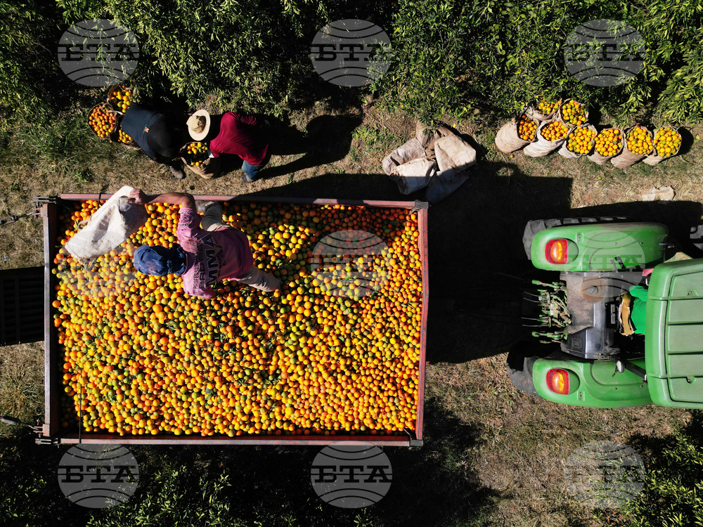 Brazil Oranges