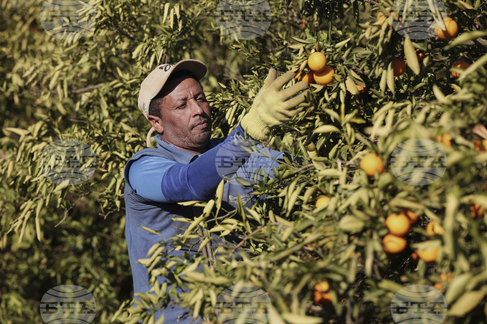 Brazil Oranges
