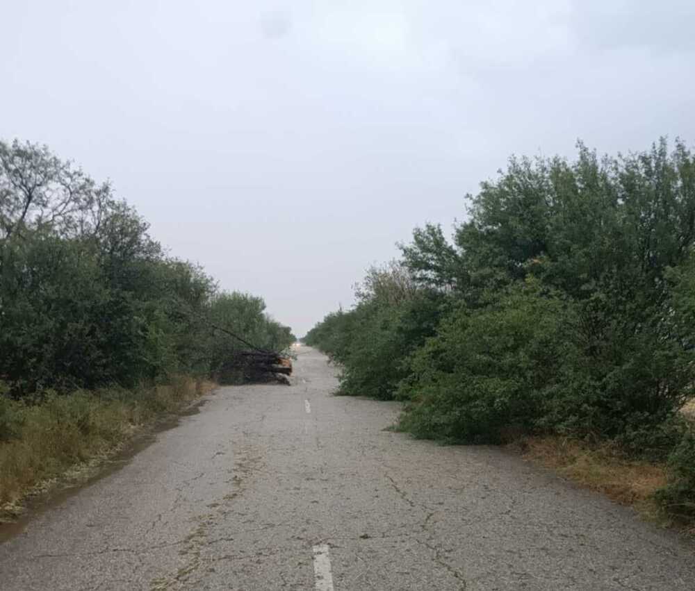 В Плевенско има паднали дървета и частично прекъсване на тока след силния вятър и дъжда