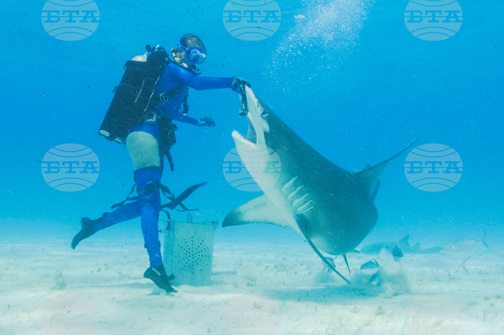 TV Shark Week